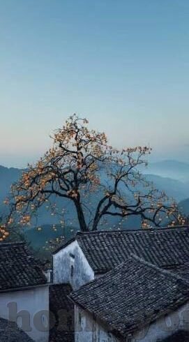 www.麻豆视频在线观看-互联网时代的一个真实场景，www.麻豆视频的在线观看体验